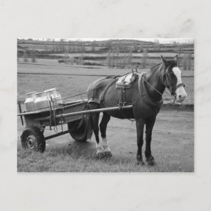 Carte Postale Cheval et Panier