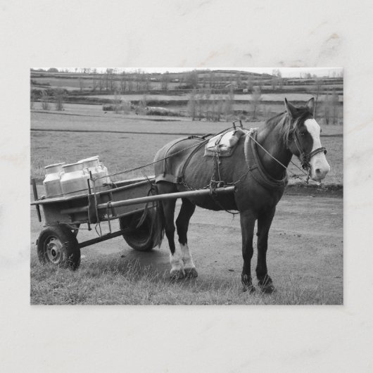 Carte Postale Cheval et Panier (Devant)