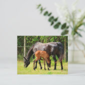 Carte Postale Cheval et poulain (Debout devant)