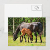 Carte Postale Cheval et poulain (Devant / Derrière)