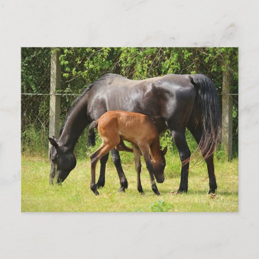 Carte Postale Cheval et poulain (Devant)