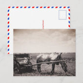Carte postale "Cheval et transport" (Devant / Derrière)