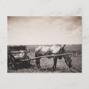 Carte postale "Cheval et transport"