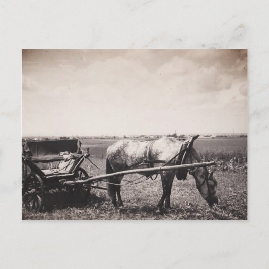 Carte postale "Cheval et transport" (Devant)