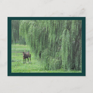 Carte Postale ~ Cheval et un saule ~