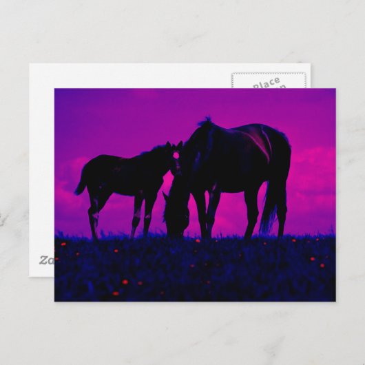 Carte Postale Cheval & Filly (Devant / Derrière)