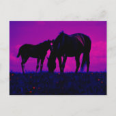 Carte Postale Cheval & Filly (Devant)