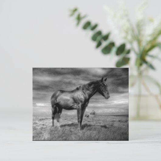 Carte postale Cheval foncé (Debout devant)