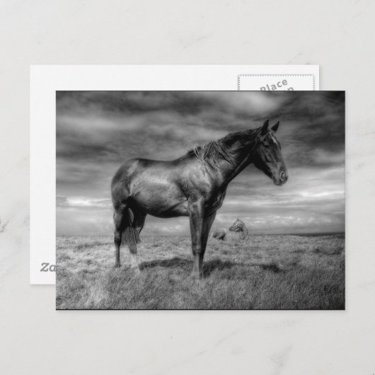 Carte postale Cheval foncé (Devant / Derrière)