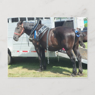 Carte Postale Cheval foncé