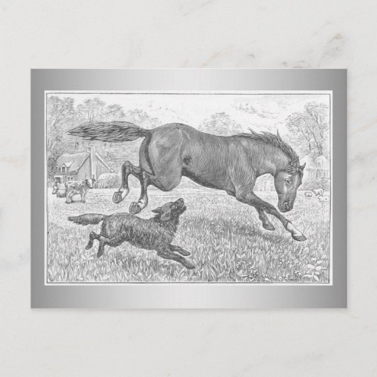 Carte Postale Cheval foncé et chien (Devant)
