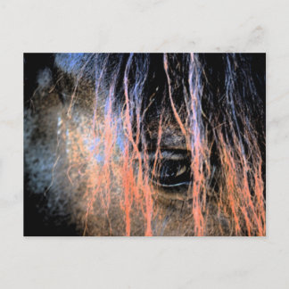 Carte Postale Cheval friésien