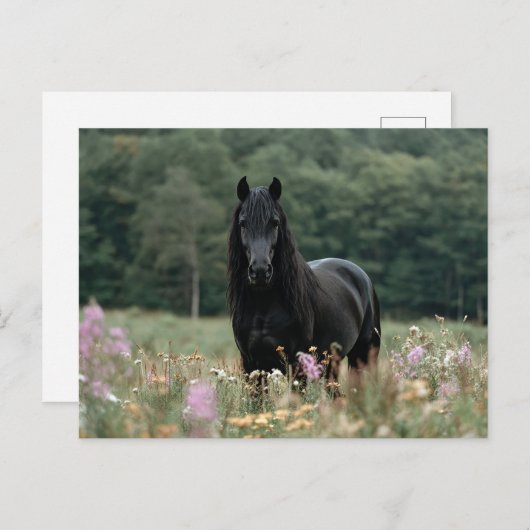 Carte Postale Cheval friésien dans un champ Fleur sauvage (Devant / Derrière)