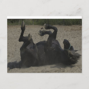 CARTE POSTALE CHEVAL FROLICKING