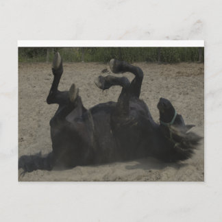 CARTE POSTALE CHEVAL FROLICKING