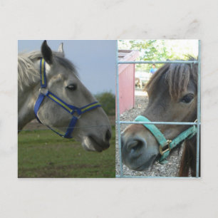 Carte Postale cheval galore