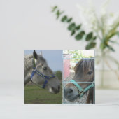 Carte Postale cheval galore (Debout devant)