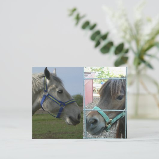 Carte Postale cheval galore (Debout devant)