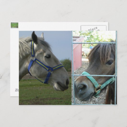 Carte Postale cheval galore (Devant / Derrière)