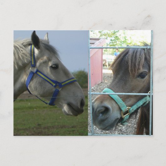 Carte Postale cheval galore (Devant)