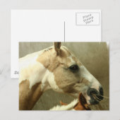 Carte postale Cheval Gray Edging (Devant / Derrière)