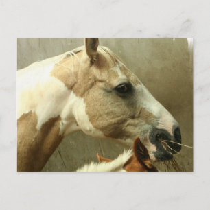 Carte postale Cheval Gray Edging