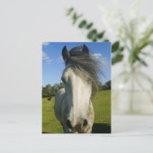 Carte Postale Cheval gris (Debout devant)