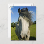 Carte Postale Cheval gris (Devant / Derrière)