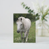 Carte postale Cheval gris (Debout devant)