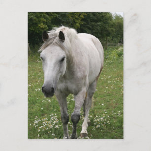 Carte postale Cheval gris