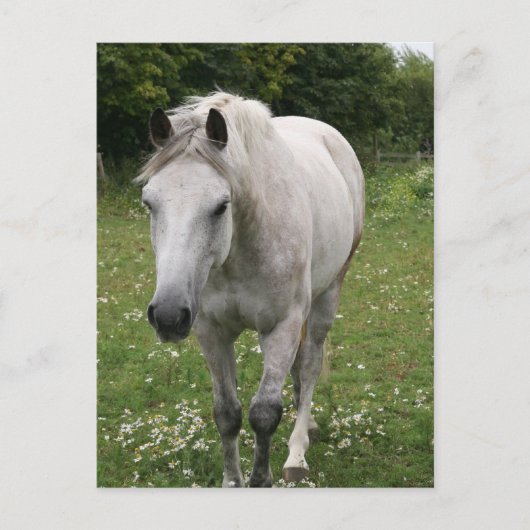 Carte postale Cheval gris (Devant)