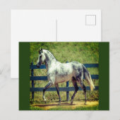 Carte postale Cheval gris (Devant / Derrière)