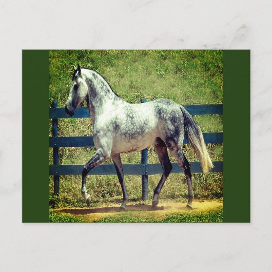 Carte postale Cheval gris (Devant)