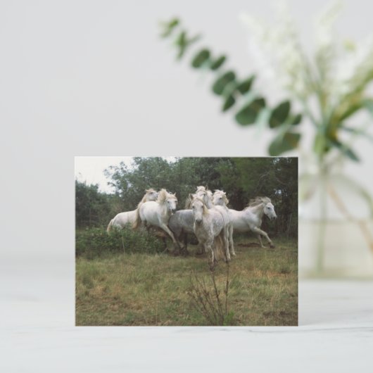 Carte Postale Cheval Gris (Debout devant)