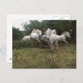 Carte Postale Cheval Gris (Devant / Derrière)