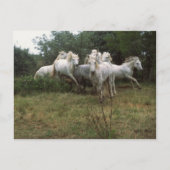 Carte Postale Cheval Gris (Devant)