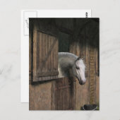 Carte postale Cheval gris à la porte de l'écurie (Devant / Derrière)