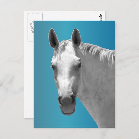 Carte Postale Cheval gris pomme (Devant / Derrière)