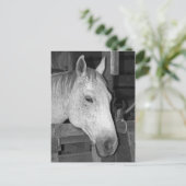 Carte Postale Cheval gris vieux (Debout devant)