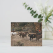 Carte Postale Cheval Herding (Debout devant)