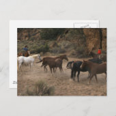 Carte Postale Cheval Herding (Devant / Derrière)