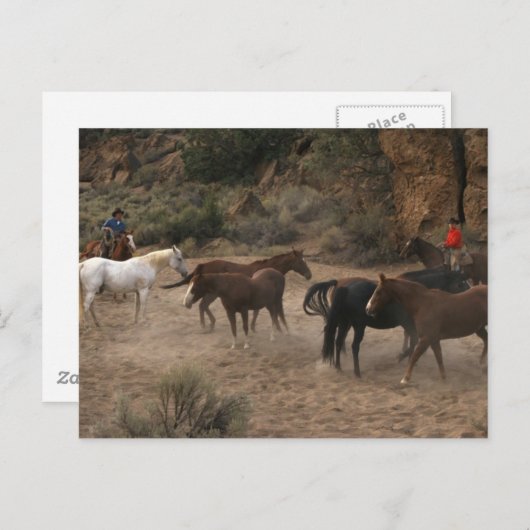 Carte Postale Cheval Herding (Devant / Derrière)