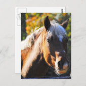 Carte Postale Cheval heureux (Devant / Derrière)