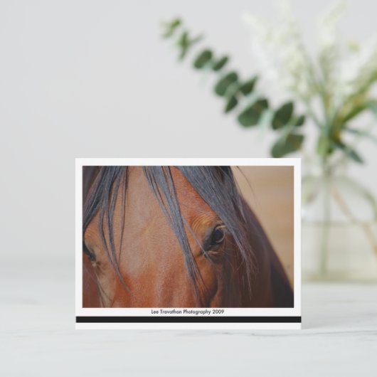 Carte postale Cheval - impression LT (Debout devant)