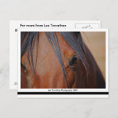 Carte postale Cheval - impression LT (Devant / Derrière)