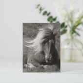 Carte Postale Cheval islandais (Debout devant)