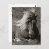 Carte Postale Cheval islandais (Devant / Derrière)