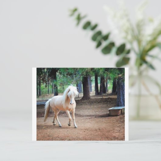 Carte Postale Cheval islandais (Debout devant)