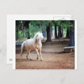 Carte Postale Cheval islandais (Devant / Derrière)