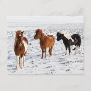 Carte Postale Cheval islandais avec pelage d'hiver typique